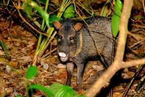 Uvita: prywatna wycieczka nocna w Hacienda Baru