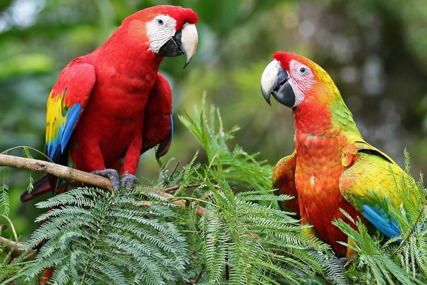 Uvita: Araras-vermelhas no Parque Nacional Marino Ballena Papagaios