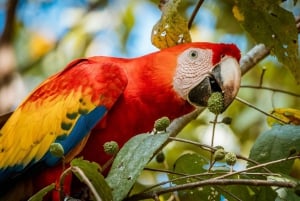 Uvita:Scarlet Macaws in Marino Ballena National Park Parrots