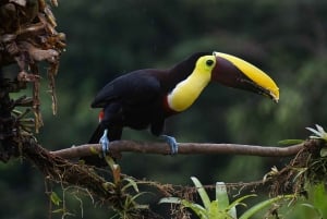 Uvita:Scarlet Macaws in Marino Ballena National Park Parrots