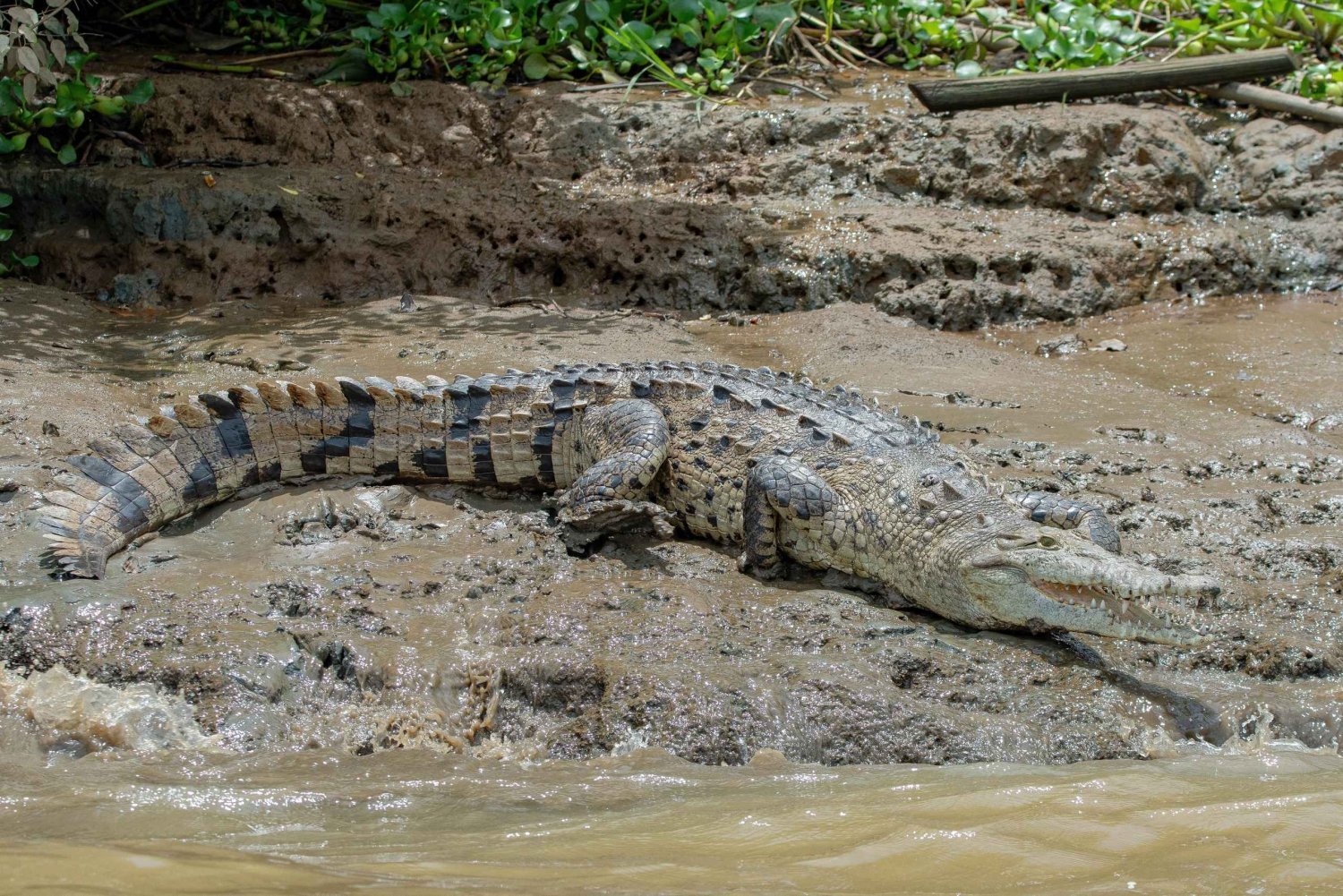 Uvita: Sierpe recorrido en bote por los manglares
