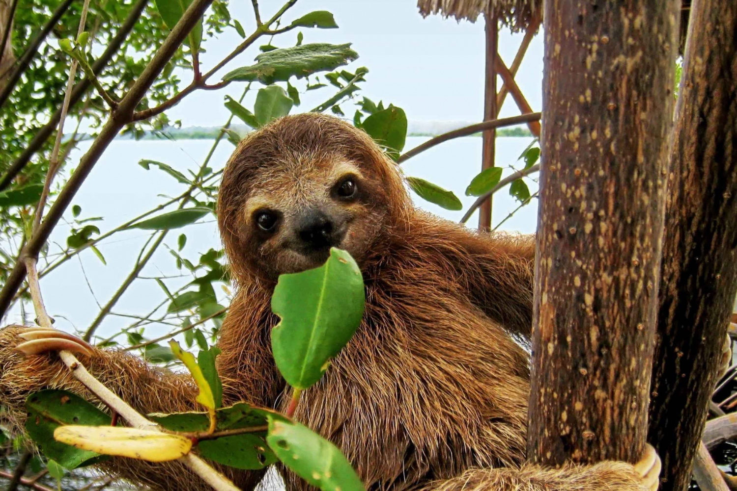 Uvita: Trilha de observação de preguiças - O melhor passeio de preguiças na Costa Rica