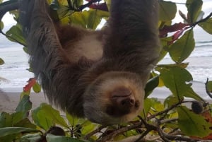 Uvita:Sloth Watching Trail-De beste luiaardtour in Costa Rica