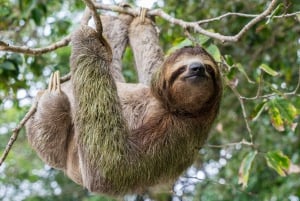 Uvita:Sloth Watching Trail-The best sloth tour in Costa Rica