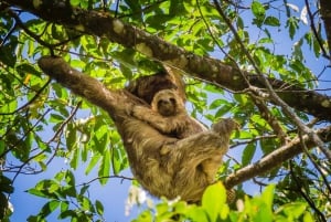 Uvita: Trilha de observação de preguiças - O melhor passeio de preguiças na Costa Rica