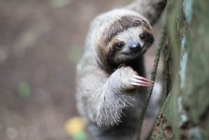 Uvita: Sloth Watching Trail - Costa Rican paras laiskiaisretki