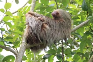 Uvita : sentier d'observation des paresseux - Le meilleur circuit pour observer les paresseux au Costa Rica