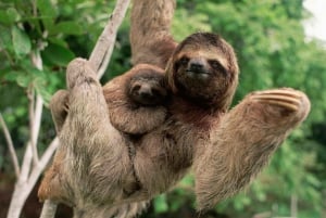 Uvita:Sloth Watching Trail - den bästa turen i Costa Rica