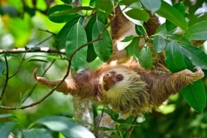 Uvita:Sloth Watching Trail - den bästa turen i Costa Rica