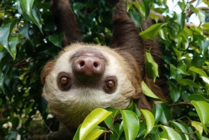 Uvita:Sloth Watching Trail-De beste luiaardtour in Costa Rica
