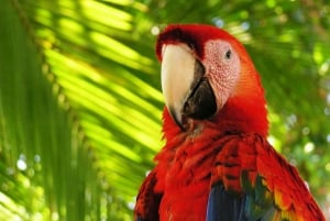 Uvita:Sendero de Observación de Perezosos-El mejor tour de perezosos de Costa Rica