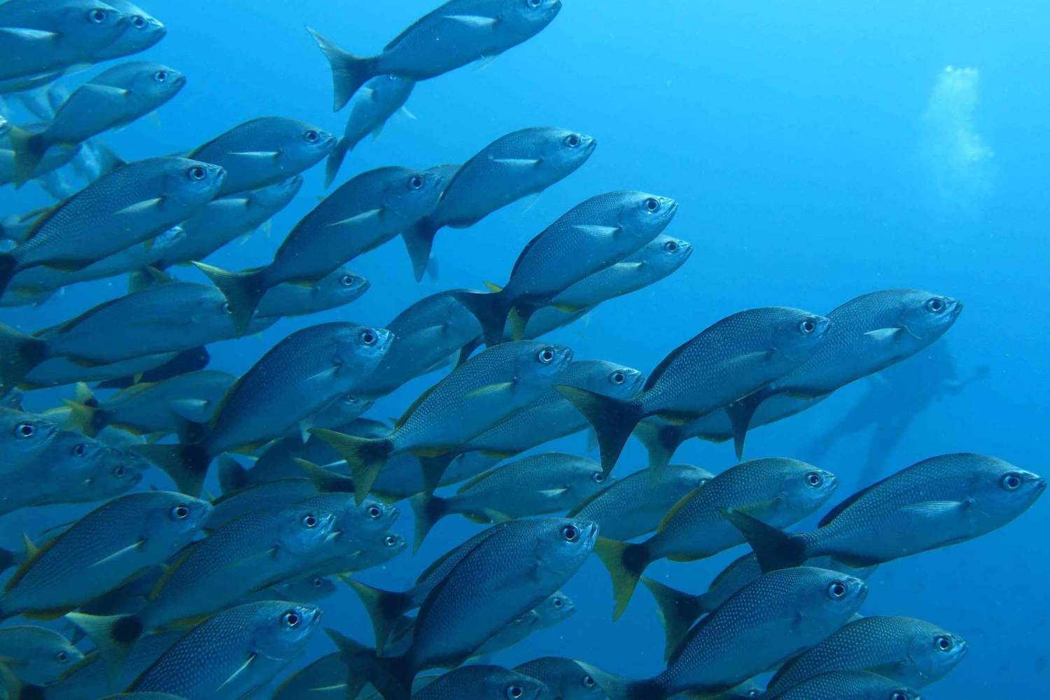 Uvita: Schnorcheln auf der Insel Caño - ein unvergessliches Erlebnis