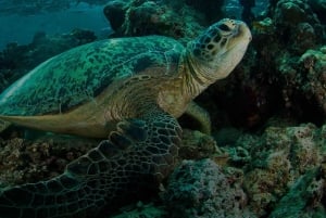 Uvita: Snorkling ved Caño Island - en uforglemmelig oplevelse