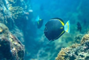 Uvita: Snorkling ved Caño Island - en uforglemmelig oplevelse