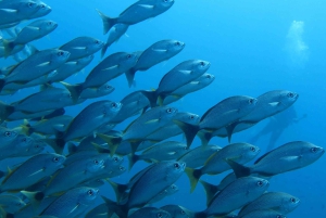 Uvita: Schnorcheln auf der Insel Caño - ein unvergessliches Erlebnis