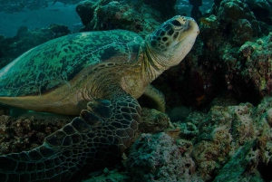 Uvita: Schnorcheln auf der Insel Caño - ein unvergessliches Erlebnis
