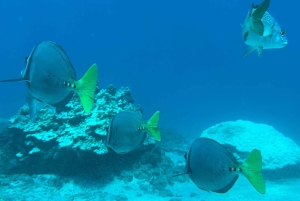 Uvita: Schnorcheln auf der Insel Caño - ein unvergessliches Erlebnis