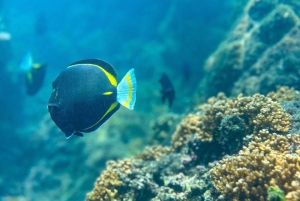 Uvita: Schnorcheln auf der Insel Caño - ein unvergessliches Erlebnis