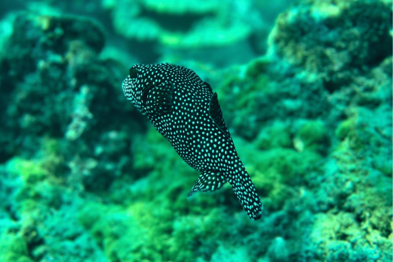 Uvita: Snorkling vid ön Caño