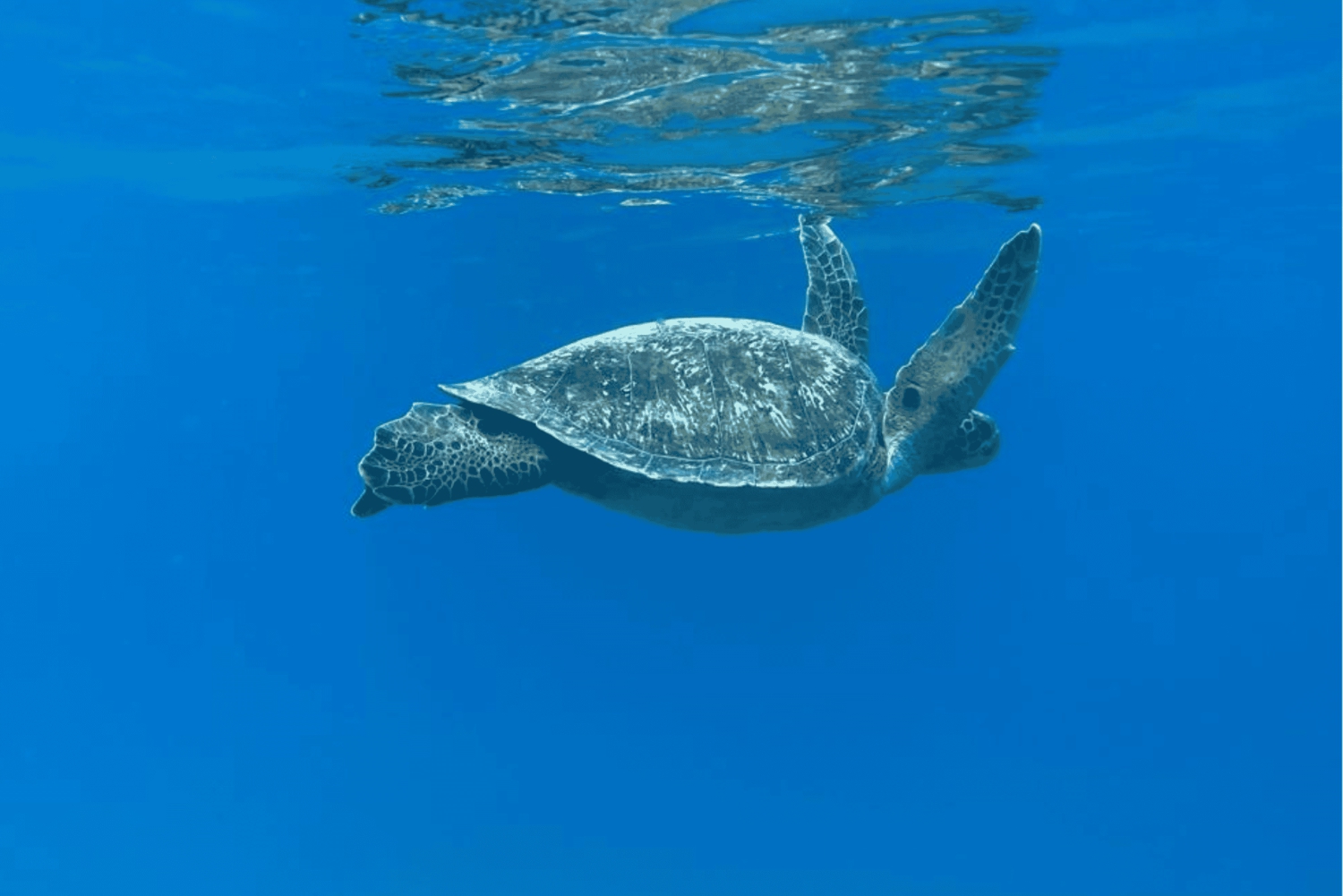 Uvita: Snorkling vid ön Caño