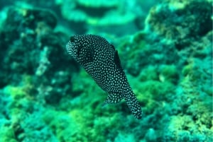 Uvita: Snorkeling at Caño Island