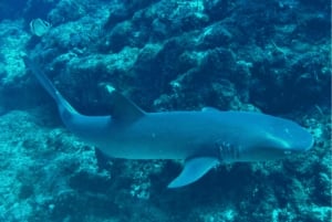 Uvita: Snorkeling at Caño Island