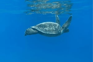 Uvita: Snorkeling at Caño Island