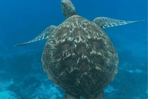 Uvita: Snorkeling at Caño Island