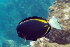 Uvita: Snorkeling at Caño Island