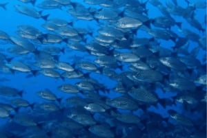 Uvita: Snorkeling at Caño Island