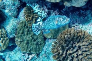 ウビタ：カニョ島でシュノーケリング