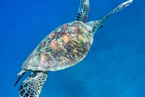 Uvita: Snorkeling in Caño Island