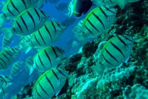 Uvita: Snorkeling in Caño Island