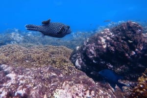 Uvita: Snorkeling in Caño Island