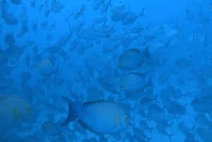 Uvita: Snorkeling in Caño Island