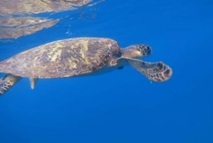 Uvita: Snorkeling in Caño Island