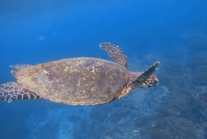 Uvita: Snorkeling in Caño Island