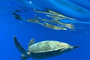 Uvita: Snorkling på Caño Island