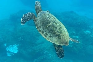 Uvita: Snorkling på Caño Island