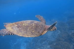 Uvita: Snorkling på Caño Island