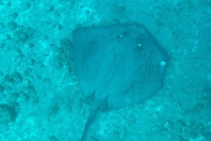 Uvita, snorkeltour in biologisch reservaat Caño eiland