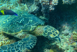 Uvita, snorkeltour in biologisch reservaat Caño eiland