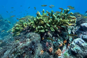 Uvita, snorkeltour in biologisch reservaat Caño eiland