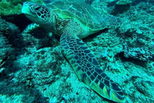 Uvita, snorkeltour in biologisch reservaat Caño eiland
