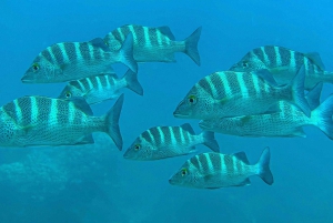 Uvita, snorkeltour in biologisch reservaat Caño eiland