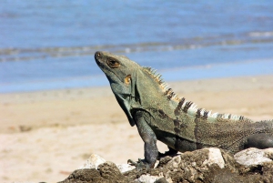 Uvita: Surf Some of the Best Waves of Costa Rica 8 Days