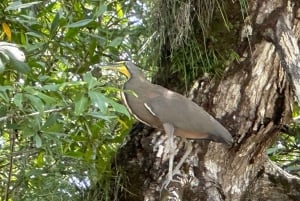 Sierpe: Terraba-Sierpe Mangrove-tur med båd/kajak