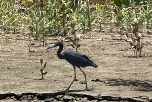 Sierpe: Terraba-Sierpe Mangrove-tur med båd/kajak