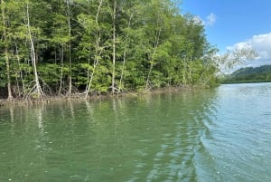 Sierpe: Terraba-Sierpe Mangrove-tur med båd/kajak