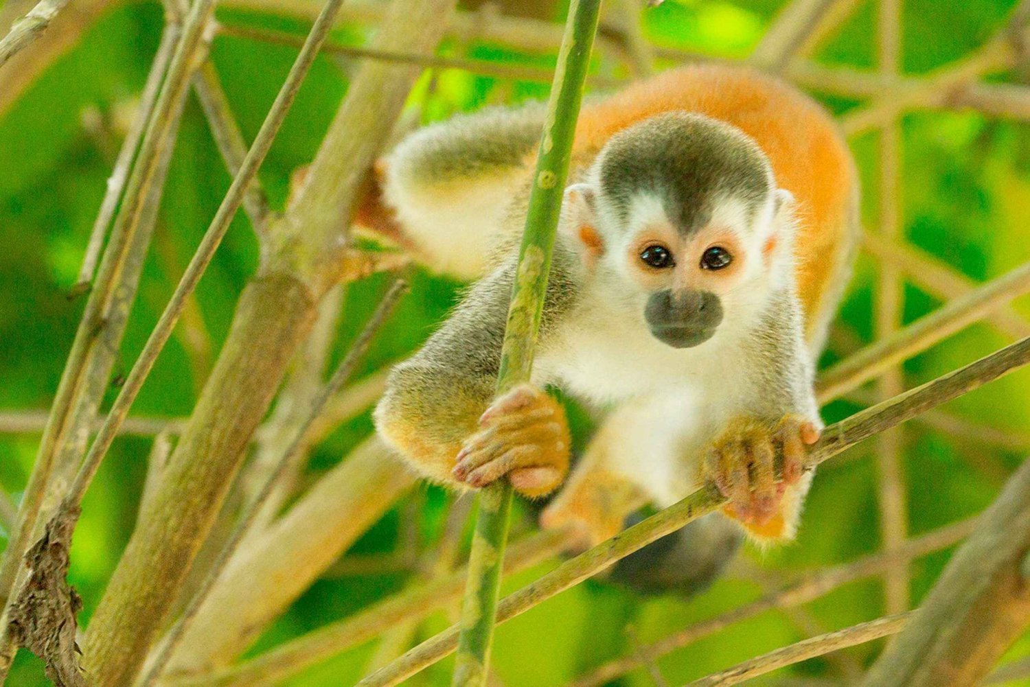 Uvita: Terraba Sierpe Wildlife Mangrove kajakktur CostaRica